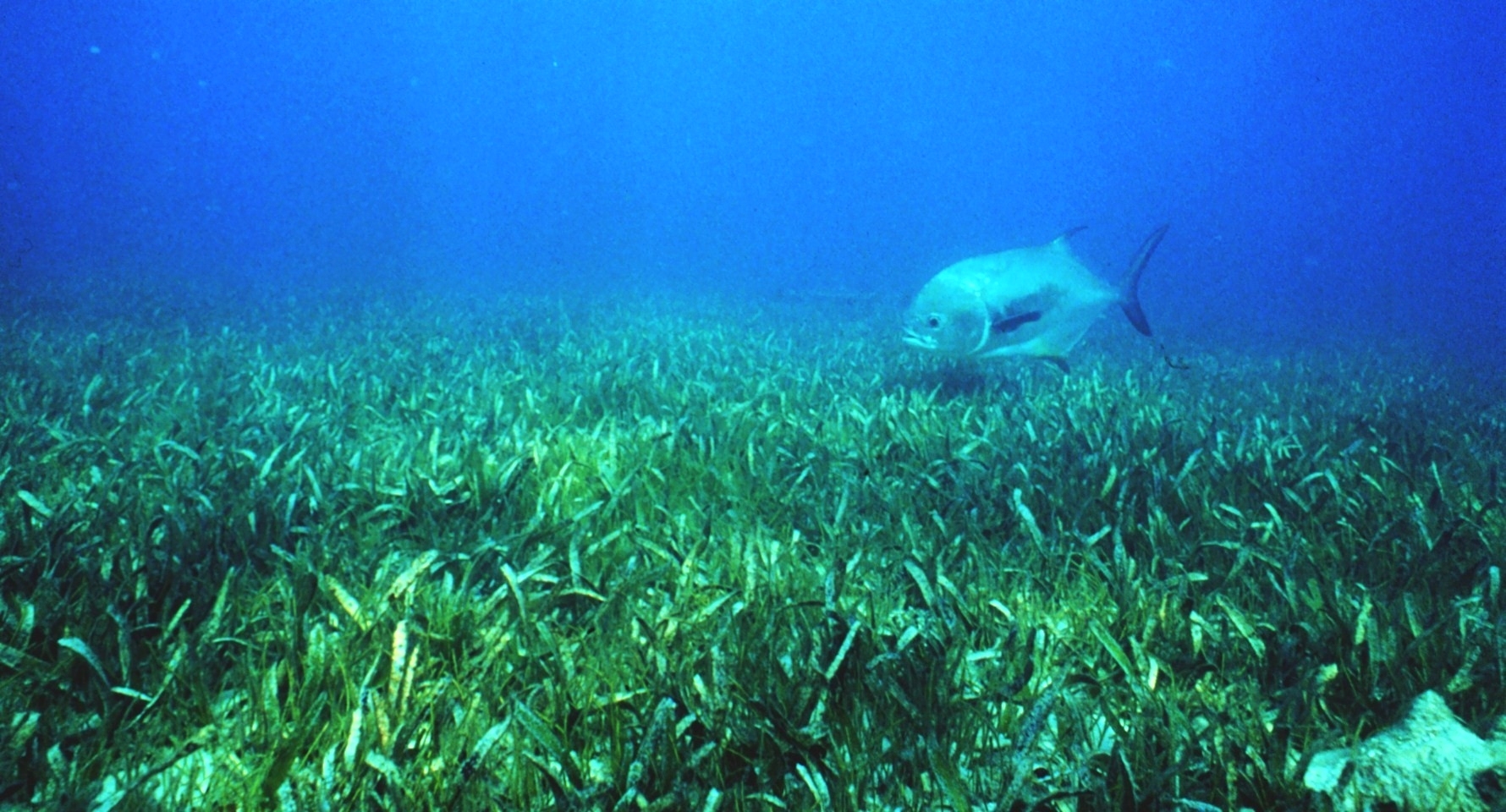 Healthy seagrass with a jack in the background (Image Credit: Heather Dine, NOAA)
