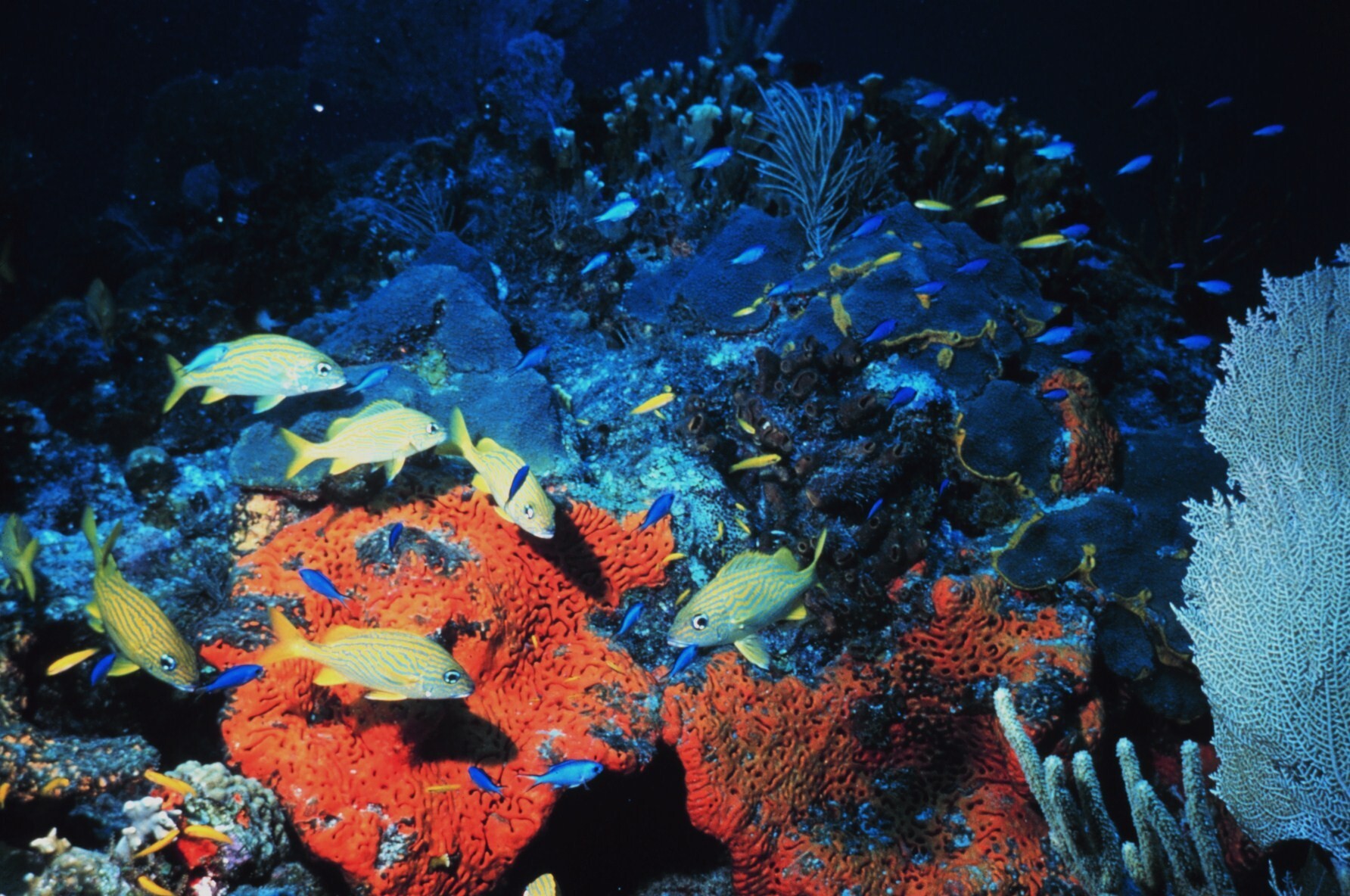 Striped Blue Grunt in FL Keys National Marine Sanctuary