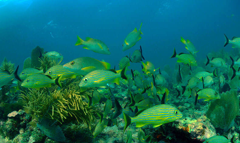 fish in Florida Keys National Marine Sanctuary